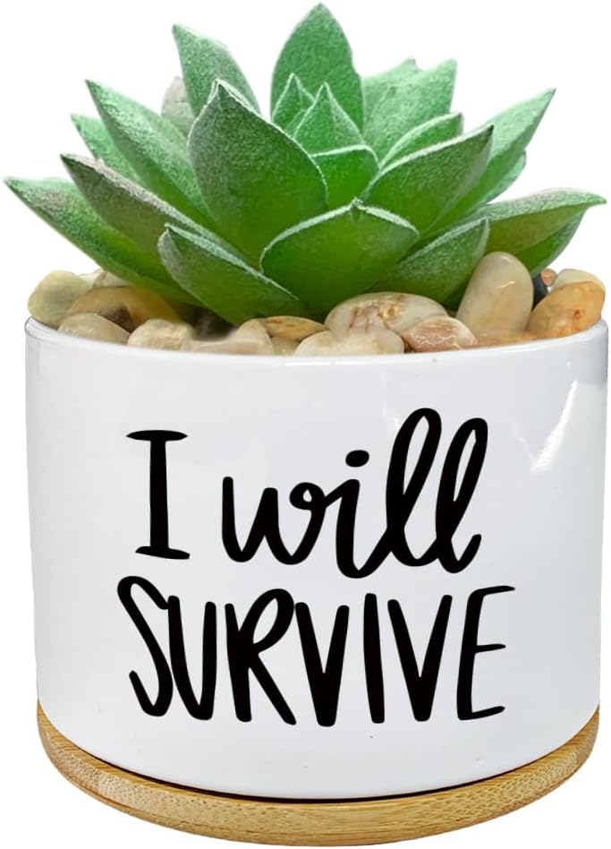 Ceramiczny doniczka na sukulen – Aloe Vera Pot recenzja i cena