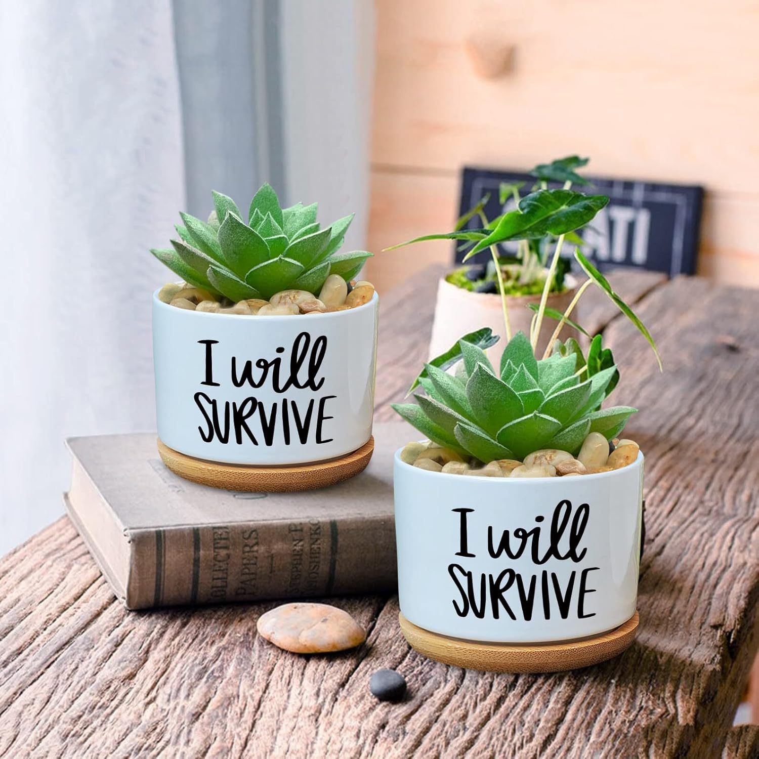 Ceramiczny doniczka na sukulen – Aloe Vera Pot recenzja i cena