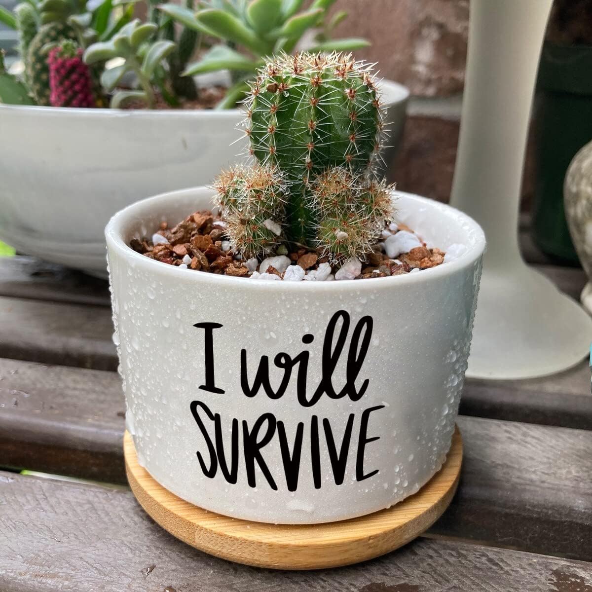 Ceramiczny doniczka na sukulen – Aloe Vera Pot recenzja i cena