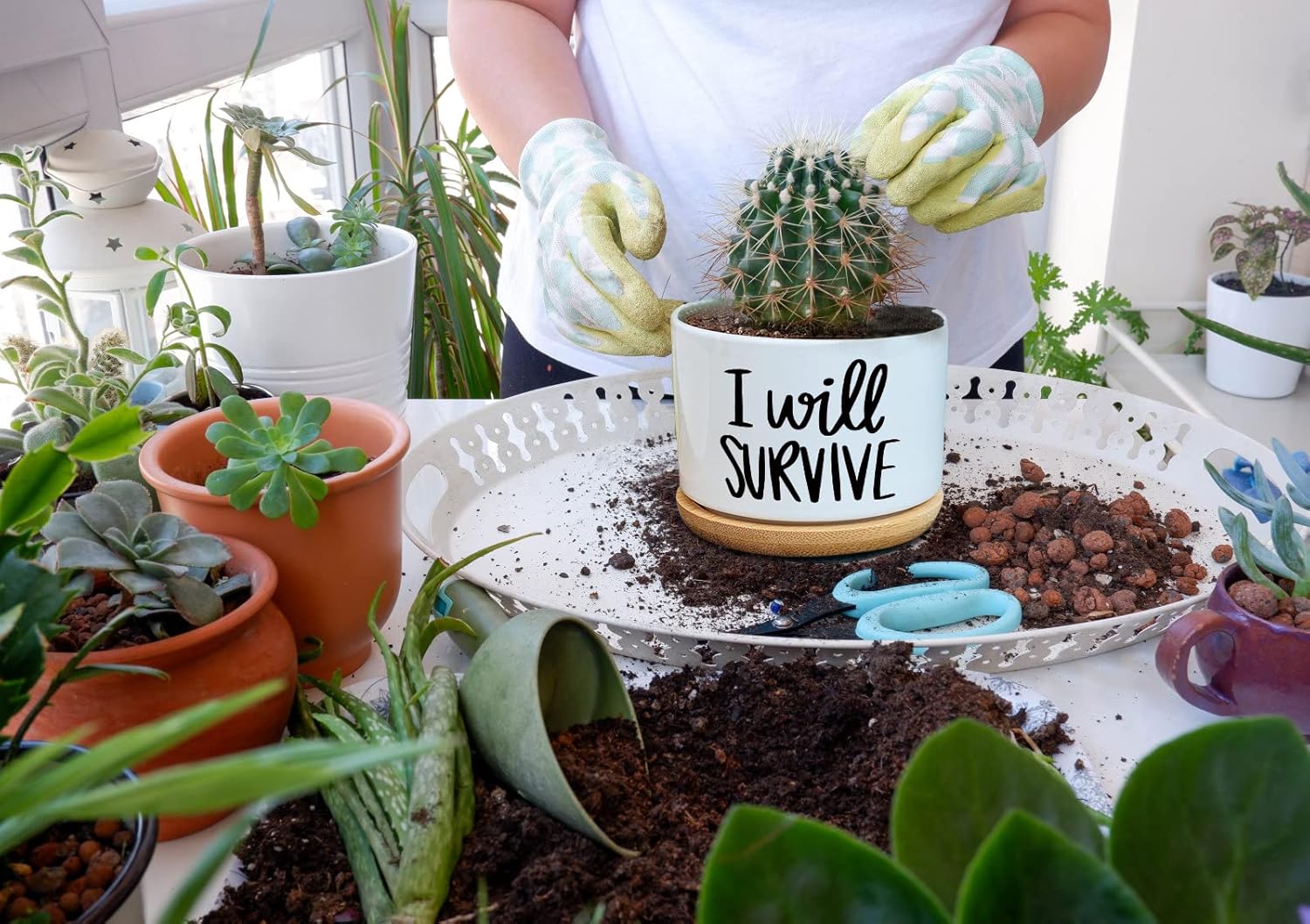 Ceramiczny doniczka na sukulen – Aloe Vera Pot recenzja i cena